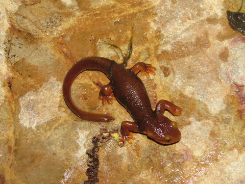 California Newt, photo 9 of 9