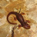 Coastal Range Newt - Photo (c) Tyson Victor, some rights reserved (CC BY-NC), uploaded by Tyson Victor