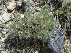 Oxytropis kossinskyi