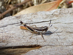 Macrotona securiformis
