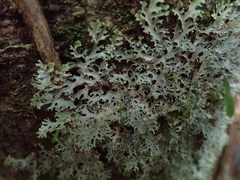 Pseudocyphellaria multifida