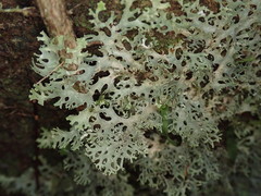Pseudocyphellaria multifida