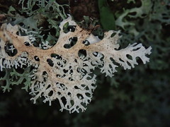 Pseudocyphellaria multifida