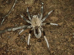 Hoggicosa