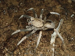 Hoggicosa