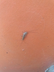 Ctenolepisma lineatum