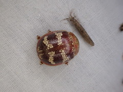 Paropsis mystica