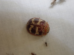 Paropsis mystica