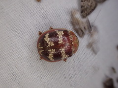 Paropsis mystica
