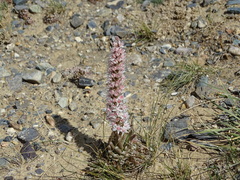 Orostachys thyrsiflora