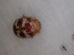Paropsis mystica