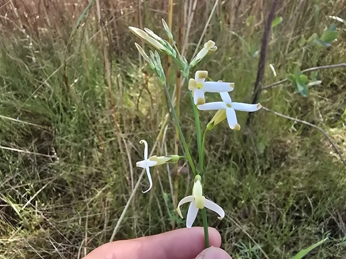 Mitrasacme connata (Mitrasacme connata)