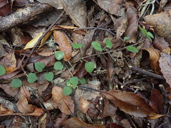 Nertera dichondrifolia