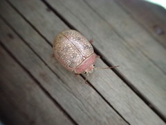 Paropsis roseola