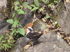 Cinclus leucocephalus