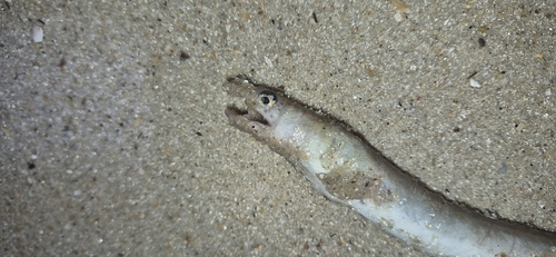 Ophichthus gomesii