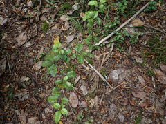 Alseuosmia banksii banksii