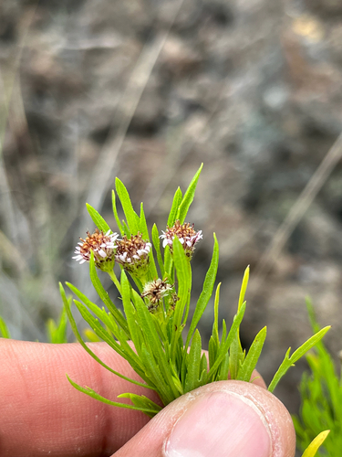 Tetramolopium consanguineum observed 2026-04-08