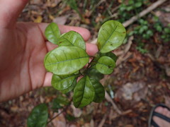 Alseuosmia banksii banksii