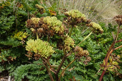 Anisotome lyallii