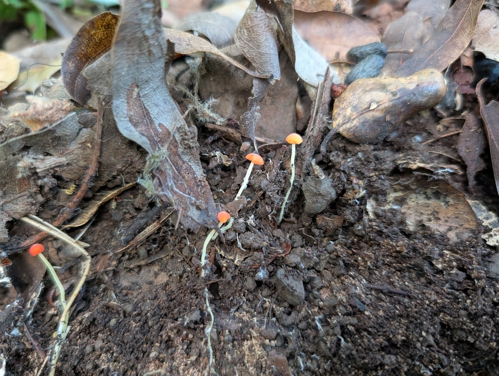 Pruinomycena acicula · April 2026 · photo: © gina424 (iNaturalist, cc-by-nc)