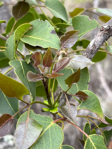 Zanthoxylum hawaiiense observed 2026-04-08