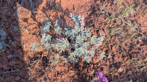 bajada lupine (Lupinus concinnus)