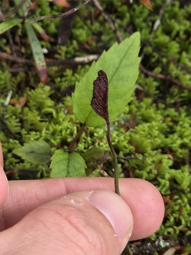 Forked Comb Fern (Schizaea bifida)