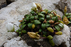 Gentianella saxosa
