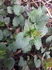 Lamium album
