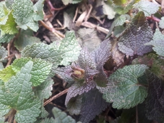 Lamium album