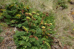 Anisotome lyallii