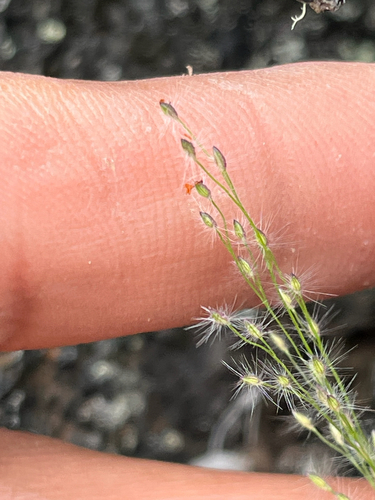 Panicum pellitum observed 2026-04-08