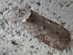 Nycteola asiatica