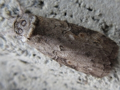 Nycteola asiatica