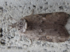 Nycteola asiatica