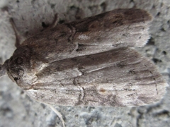 Nycteola asiatica