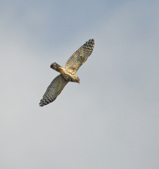 Accipiter minullus