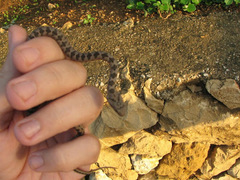 Hemorrhois nummifer