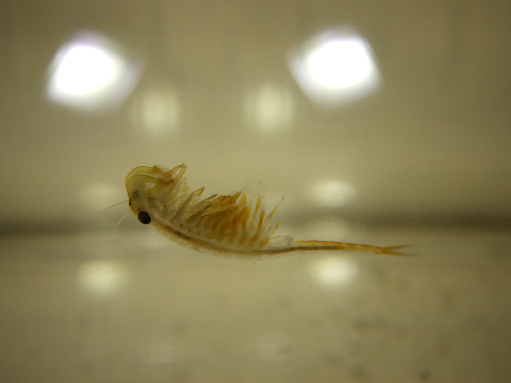 knob-lip fairy shrimp