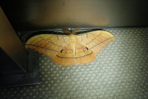 Antheraea yamamai yamamai