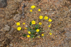 Potentilla arenosa