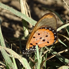 Acraea neobule