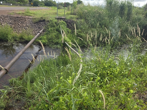 Kyasuma grass (Cenchrus pedicellatus)