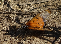 Acraea neobule