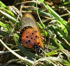 Acraea neobule