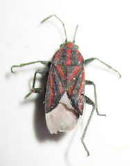 Spilostethus trilineatus