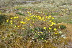 Potentilla arenosa
