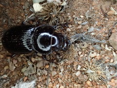 Phorticosomus