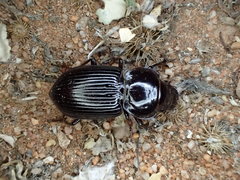 Phorticosomus